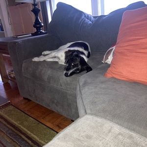 Meet your Posher, Annie